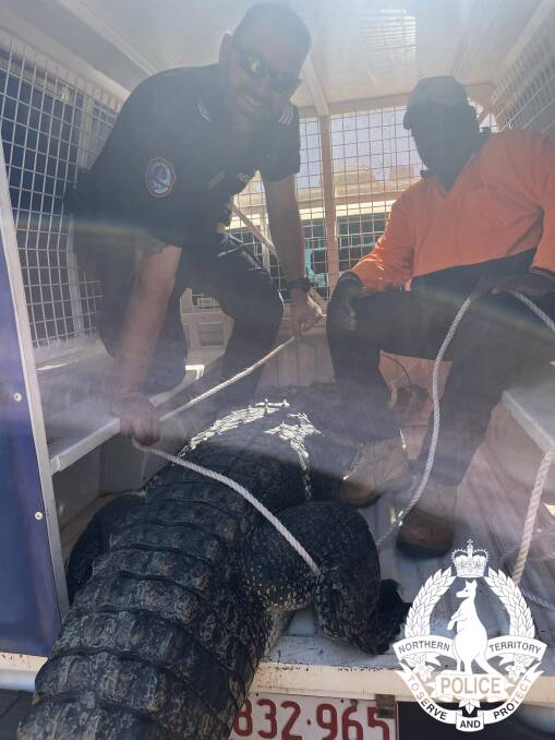 The problem croc en route to the community of Bulla where it was cooked. Picture by NT Police.